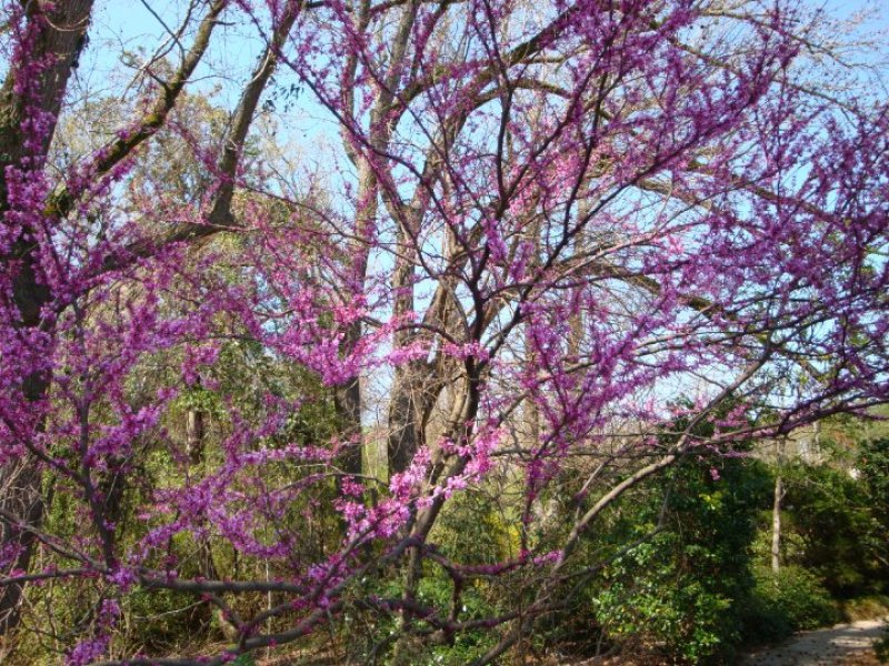 Wilson Botanical Gardens